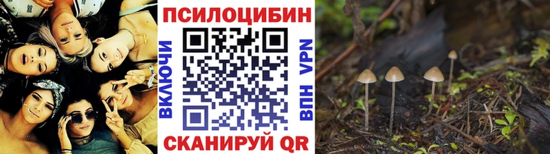 Купить где  Чухлома  Галлюциногенные грибы Cubensis 